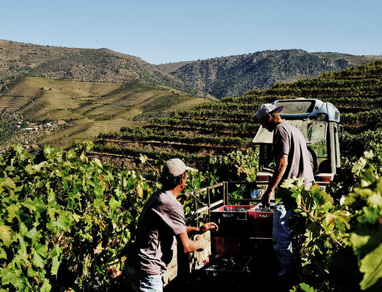 DO DOURO À GARRAFA: COMO NASCE O VINHO DO PORTO?