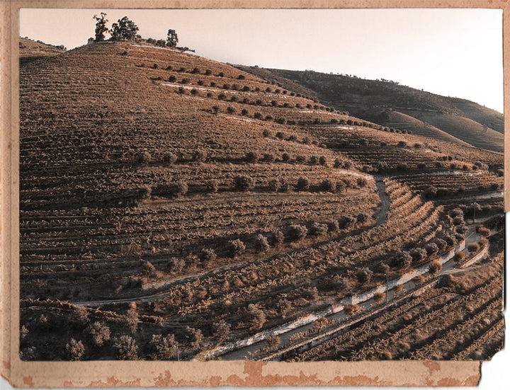 VINHO DO PORTO: UM VINHO COM SÉCULOS DE HISTÓRIA