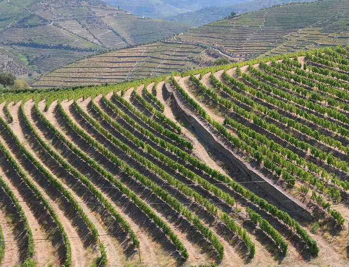 TERROIR: O SEGREDO QUE TRANSPORTA A ALMA DO VINHO